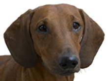 Sausage Dog